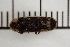  ( - OM-DIV-2023-002)  @11 [ ] CreativeCommons  Attribution Non-Commercial (by-nc) (2024) The Xerces Society The Xerces Society