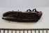  ( - OM-DIV-2024-003)  @11 [ ] CreativeCommons  Attribution Non-Commercial (by-nc) (2024) The Xerces Society The Xerces Society