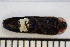  ( - OM-DIV-2024-003)  @11 [ ] CreativeCommons  Attribution Non-Commercial (by-nc) (2024) The Xerces Society The Xerces Society