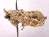  ( - ONP25-01-E11)  @11 [ ] CreativeCommons - Attribution Share Alike (2025) CBG Photography Group Centre for Biodiversity Genomics
