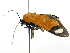  ( - ONP25-02-B06)  @11 [ ] CreativeCommons - Attribution Share Alike (2025) CBG Photography Group Centre for Biodiversity Genomics