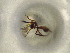  ( - ONP25-10-D03)  @11 [ ] CreativeCommons - Attribution Share Alike (2025) CBG Photography Group Centre for Biodiversity Genomics