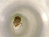  ( - ONP25-10-G08)  @11 [ ] CreativeCommons - Attribution Share Alike (2025) CBG Photography Group Centre for Biodiversity Genomics