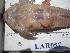  (Pseudohemiodon - LAR057)  @13 [ ] Copyright  LAR-IBR Unspecified