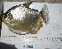  ( - LAR068)  @14 [ ] Copyright  LAR-IBR Unspecified