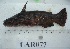 ( - LAR077)  @13 [ ] Copyright  LAR-IBR Unspecified