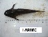  ( - LAR080)  @11 [ ] Copyright  LAR-IBR Unspecified