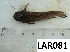  ( - LAR081)  @11 [ ] Copyright  LAR-IBR Unspecified