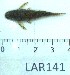  ( - LAR141)  @12 [ ] Copyright  LAR-IBR Unspecified