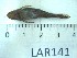  ( - LAR141)  @12 [ ] Copyright  LAR-IBR Unspecified