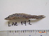  (Hisonotus maculipinnis - LAR142)  @13 [ ] Copyright  LAR-IBR Unspecified