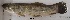  ( - LAR172)  @12 [ ] Copyright  LAR-IBR Unspecified