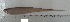  (Eigenmannia trilineata - LAR195)  @13 [ ] Copyright  LAR-IBR Unspecified
