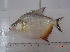  ( - LAR227)  @14 [ ] Copyright  LAR-IBR Unspecified