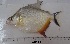  (Serrasalmus marginatus - LAR227)  @14 [ ] Copyright  LAR-IBR Unspecified