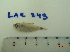  ( - LAR243)  @11 [ ] Copyright  LAR-IBR Unspecified