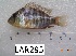  (Gymnogeophagus - LAR295)  @14 [ ] Copyright  LAR-IBR Unspecified