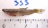  (Pyrrhulininae - LAR353)  @13 [ ] Copyright  LAR-IBR Unspecified