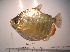  ( - LAR411)  @11 [ ] Unspecified (default): All Rights Reserved  Unspecified Unspecified
