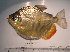  ( - LAR412)  @11 [ ] Unspecified (default): All Rights Reserved  Unspecified Unspecified