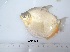  ( - LAR426)  @11 [ ] Copyright (2016) LAR-IBR LAR-IBR
