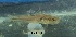  ( - LAR431)  @11 [ ] Copyright (2016) LAR-IBR LAR-IBR