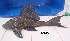  ( - LAR442)  @11 [ ] Copyright (2016) LAR-IBR LAR-IBR