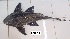  ( - LAR442)  @11 [ ] Copyright (2016) LAR-IBR LAR-IBR