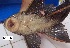  ( - LAR442)  @11 [ ] Copyright (2016) LAR-IBR LAR-IBR