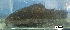  ( - LAR444)  @11 [ ] Copyright (2016) LAR-IBR LAR-IBR