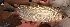  ( - LAR259)  @13 [ ] Copyright  LAR-IBR Unspecified