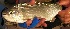  ( - LAR260)  @13 [ ] Copyright  LAR-IBR Unspecified