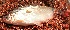  ( - LAR262)  @13 [ ] Copyright  LAR-IBR Unspecified