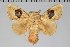  (Titya sp. PE - BC-GD0590)  @11 [ ] Copyright (2018) Guy Durand Research Collection of Guy Durand