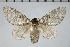  (Titya infernalis - BC-GD0897)  @11 [ ] Creative Common (2024) Guy Durand Research Collection of Guy Durand