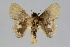  ( - BC-MNHN-LEP 00455)  @11 [ ] Copyright (2019) Guy Durand MNHN Collection Philippe COLLET