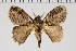  ( - BC-MNHN-LEP 00460)  @11 [ ] Copyright (2019) Guy Durand MNHN Collection Philippe COLLET