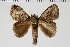  ( - BC-MNHN-LEP 00462)  @11 [ ] Copyright (2019) Guy Durand MNHN Collection Philippe COLLET