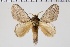  ( - BC-MNHN-LEP 00467)  @11 [ ] Copyright (2019) Guy Durand MNHN Collection Philippe COLLET
