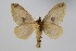  (Tolype denormata - BC-MNHN-LEP 00476)  @11 [ ] Copyright (2019) Guy Durand MNHN Collection Philippe COLLET