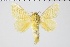  ( - BC-MNHN-LEP 00481)  @11 [ ] Copyright (2019) Guy Durand MNHN Collection Philippe COLLET