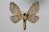  ( - BC-MNHN-LEP 00495)  @11 [ ] Copyright (2019) Guy Durand MNHN Collection Philippe COLLET