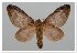  (Titya angustipennis - GD-GF0002)  @13 [ ] Copyright (2018) Guy Durand Research Collection of Guy Durand