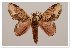  ( - GD-GF 0042)  @11 [ ] Copyright (2019) Guy Durand Unspecified