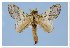  ( - GD-GF 0085)  @11 [ ] Copyright (2019) Guy Durand Unspecified