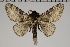  (Tolype peruviana - GD-GF0195)  @11 [ ] Copyright (2020) Guy Durand Research Collection of Guy Durand