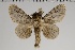  (Titya fraternans - GD-GF0198)  @11 [ ] Copyright (2020) Guy Durand Research Collection of Guy Durand