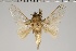  (Titya sp. 136 - GD-GF0208)  @11 [ ] Copyright (2020) Guy Durand Research Collection of Guy Durand