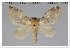  (Tolype sp. CO27 - GD-GF0327)  @11 [ ] Copyright (2020) Guy Durand Research Collection of Guy Durand