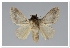  (Tolype sp. CO29 - GD-GF0328)  @11 [ ] Copyright (2020) Guy Durand Research Collection of Guy Durand